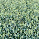 Barley Seeds, 100 Seeds