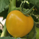 'Golden Apple' Big Yellow Tomato Seeds, 20 Seeds