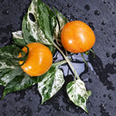 238 Dean Haley's Rainbow Dwarf Tomato, 5 Seeds