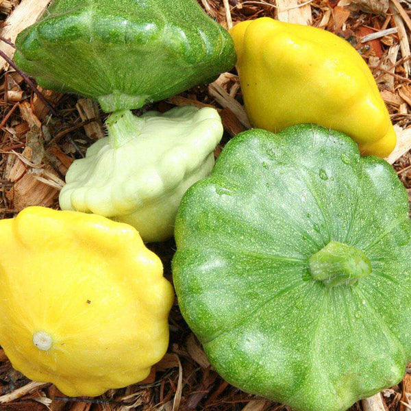 Yellow Patty Pan Squash, 50 Seeds