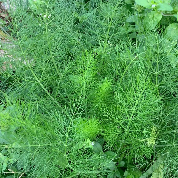 Small Leaf Fennel, 1000 Seeds