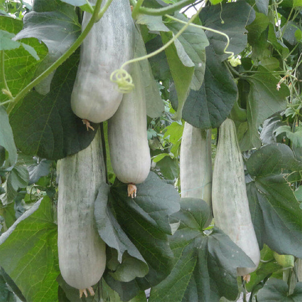 Jinyun Crisp-Sweet Melon Seeds, 10g