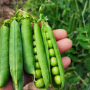 Edible Green Pea Seeds, 5 x 20g Bags