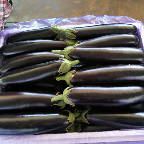 'Changza 218' Eggplant Seeds, 10g