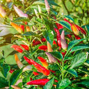Colorful Chaotian Pepper Seeds, 100 Seeds