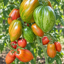 397 Lady Madonna Tomato, 5 Seeds