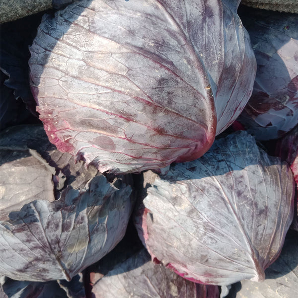 Zifeng Purple Cabbage Seeds, 1g