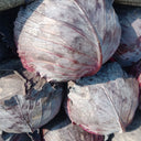 Zifeng Purple Cabbage Seeds, 1g