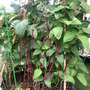 Chunqiu Red Cowpea Seeds, 20g