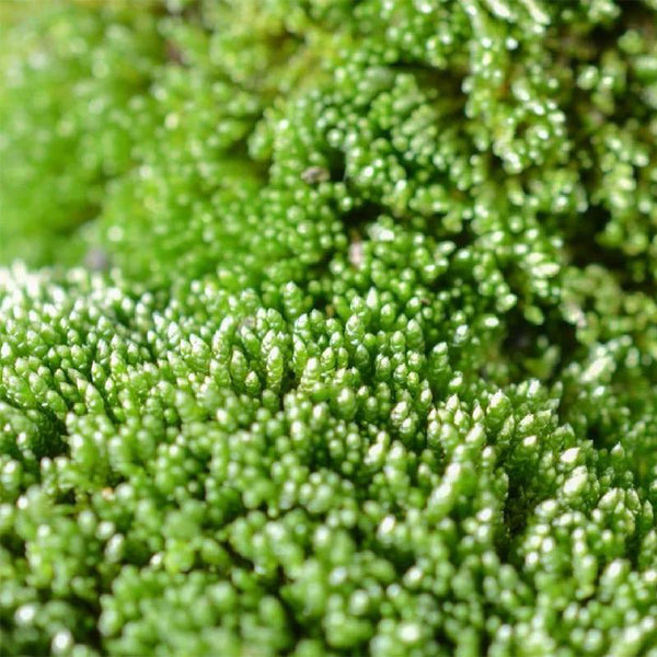 Silver Moss Seeds, 500 Seeds