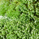 Silver Moss Seeds, 500 Seeds