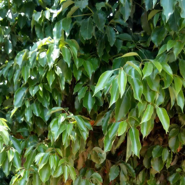 Small Leaf Camphor Tree, 100 Seeds