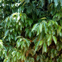 Small Leaf Camphor Tree, 100 Seeds