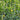 Sunn Hemp, 2000 Seeds