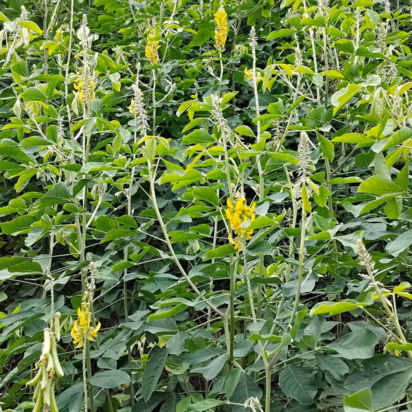 Sunn Hemp, 2000 Seeds