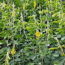 Sunn Hemp, 2000 Seeds