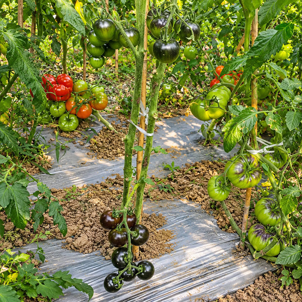 326 Blueberry Blues F1 Tomato, 5 Seeds
