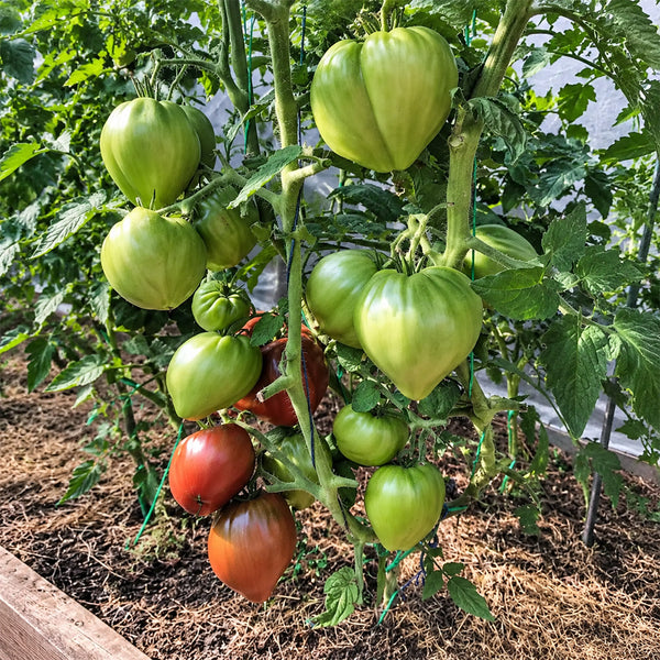 177 Dwarf Purple Heart Tomato, 5 Seeds