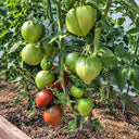 177 Dwarf Purple Heart Tomato, 5 Seeds