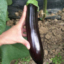 'Changza 218' Eggplant Seeds, 10g