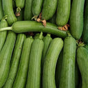Green Superior Luffa Seeds, 20 Seeds