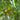 691 OFF Keyes Tomato, 5 Seeds