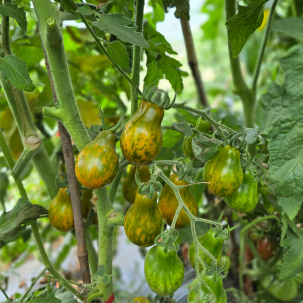 691 OFF Keyes Tomato, 5 Seeds