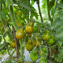 691 OFF Keyes Tomato, 5 Seeds