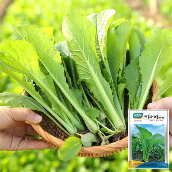 Four Seasons Bok Choy Seeds, 10g