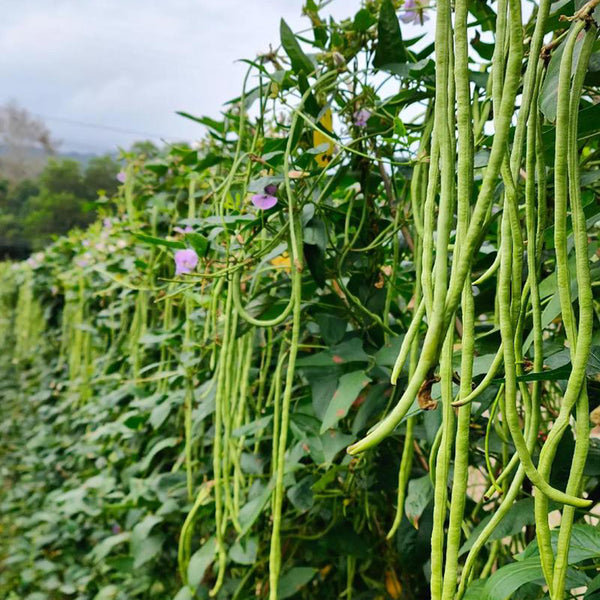 Qingcui No.2 Cowpea Seeds, 200g