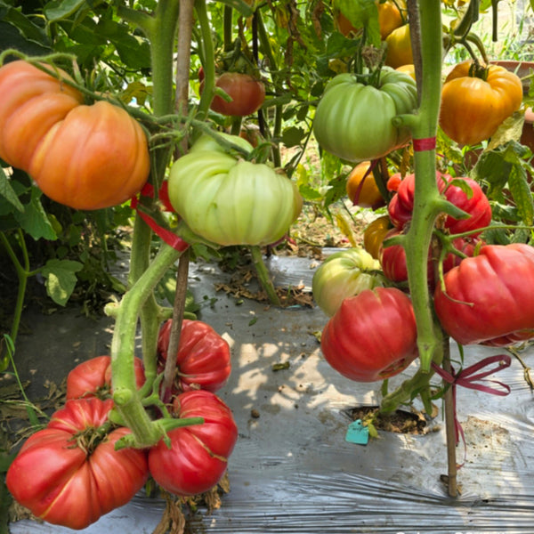 736 Hoy Giant Tomato, 5 Seeds