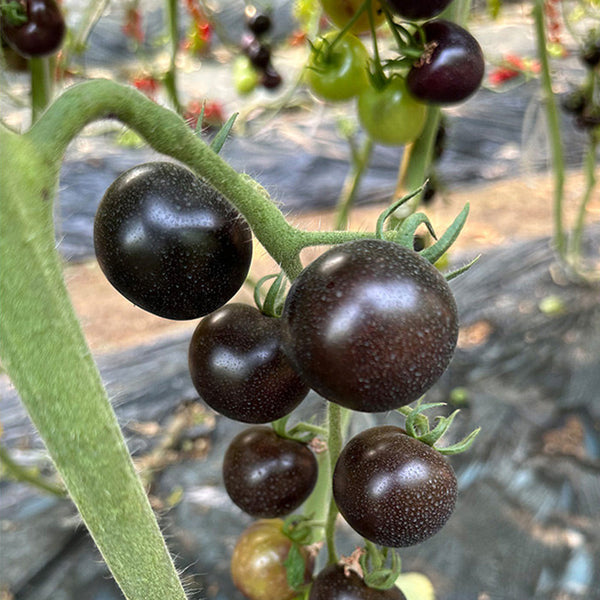 Obsidian Tomato, 20-30 Seeds