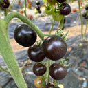 Obsidian Tomato, 20-30 Seeds
