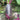 Rock Sugar Heart Purple Skin Fruit Radish, 60 Seeds