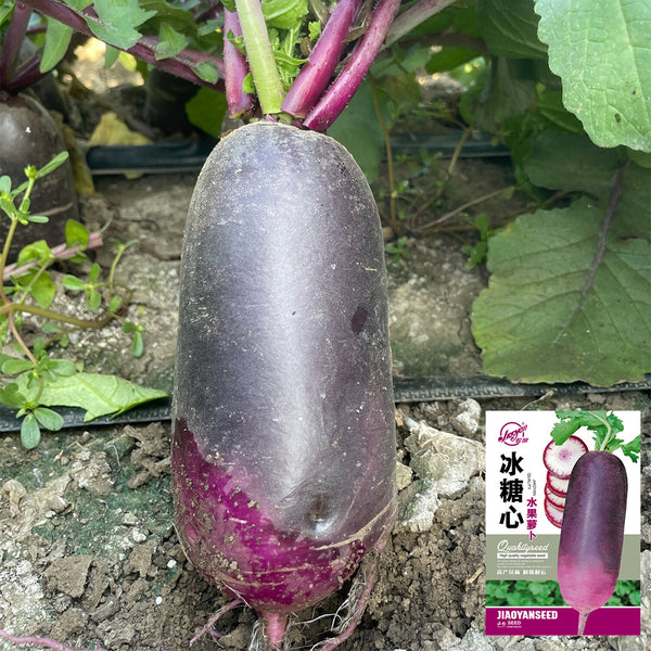 Rock Sugar Heart Purple Skin Fruit Radish, 60 Seeds