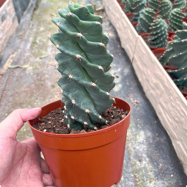 Cereus forbesii 'Spiralis', 13-14cm