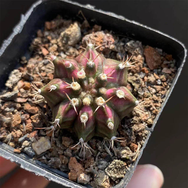 Gymnocalycium mihanovichii 'T-lux' Hybrid, 3cm