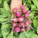 Purple Cherry Radish Seeds, 5g
