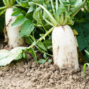 'Hanyuchun' White Radish Seeds, 10g