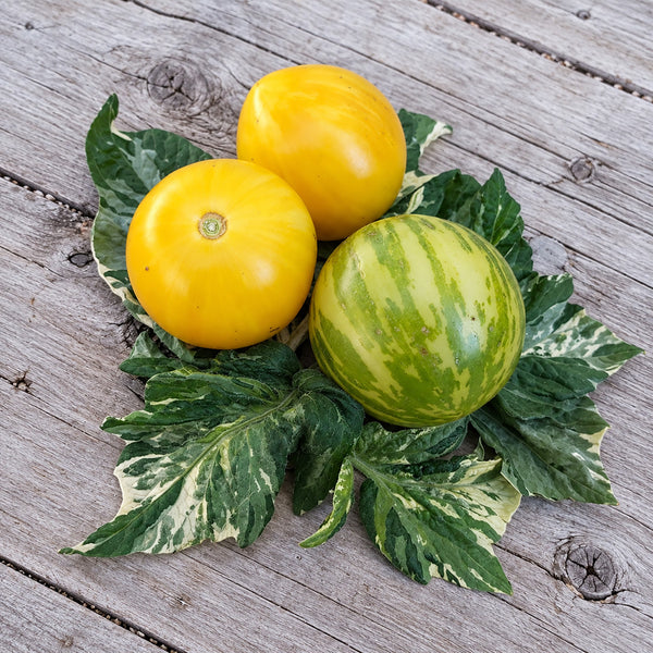 501 Sweet Splash Electra Tomato, 5 Seeds