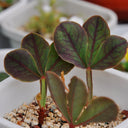 Broadleaf Oxalis Bulb, 5 Bulbs