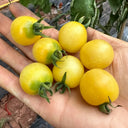 934 'Snow White' Cherry Tomato, 5 Seeds