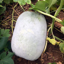 Jiemei Pink Skin Winter Melon Seeds, 50 Seeds