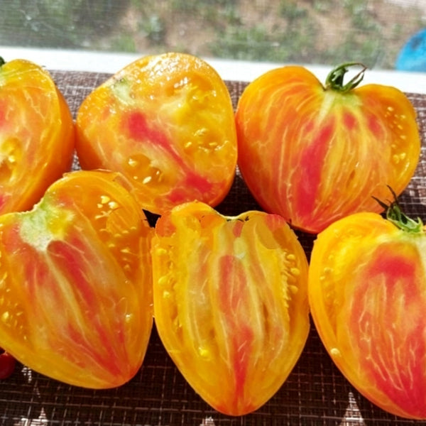 803 Solom's Cardinal F5 Tomato, 5 Seeds