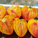 803 Solom's Cardinal F5 Tomato, 5 Seeds