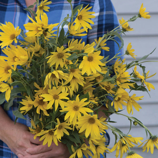 Maximilian Prairie Sunflower, 200 Seeds