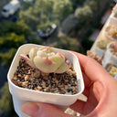 Echeveria 'Monroe', 3pcs x 1-head