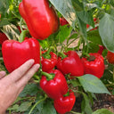 Red Bell Pepper Seeds, 20 Seeds