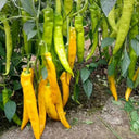 Golden Fragrant Horn Pepper Seeds, 100 Seeds