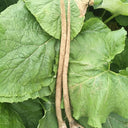 Longzhong Burdock, 200 Seeds